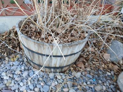 Half whisky barrel wooden planter with a large clematis plant