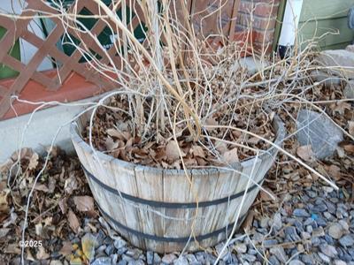 Half whisky barrel wooden planter with a large clematis plant
