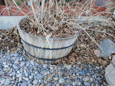 Half whisky barrel wooden planter with a large clematis plant