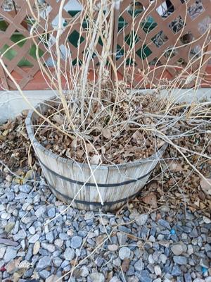 Half whisky barrel wooden planter with a large clematis plant