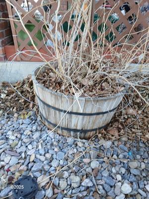 Half whisky barrel wooden planter with a large clematis plant