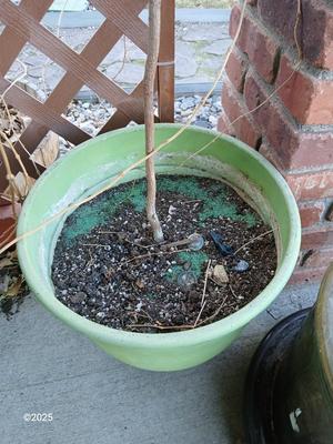 Large green planter - flowerpot - pot with a garden hose