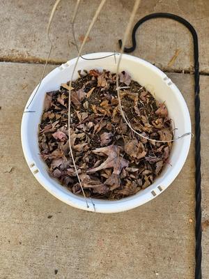 Garden Shepherd's hook with a hanging flower pot