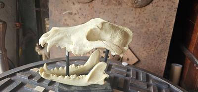 Resin Reproduction of Dog Skull