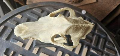 Resin Reproduction of Dog Skull