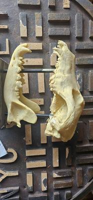 Resin Reproduction of Dog Skull