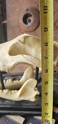 Resin Reproduction of Dog Skull