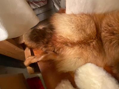 FOX PELT, OTHER FUR ITEMS, SEWING THREAD, CROCHETING CRAFT ORGANIZER KIT