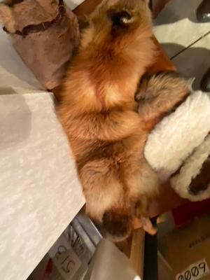 FOX PELT, OTHER FUR ITEMS, SEWING THREAD, CROCHETING CRAFT ORGANIZER KIT