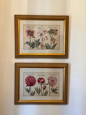 F1147 Pair of Botanical Framed Prints