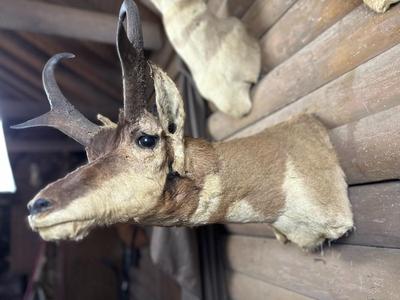 Animal Mount: Pronghorn Antelope