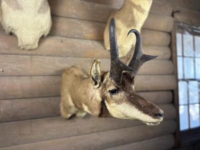 Animal Mount: Pronghorn Antelope