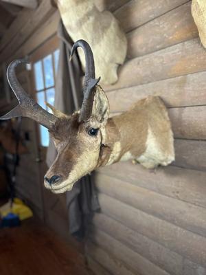 Animal Mount: Pronghorn Antelope