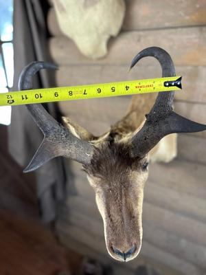 Animal Mount: Pronghorn Antelope