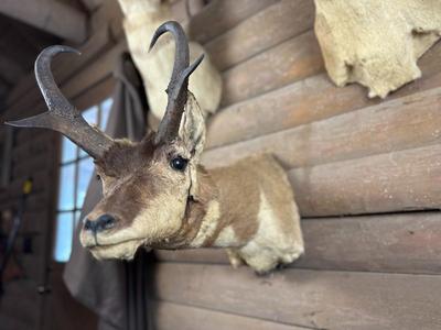 Animal Mount: Pronghorn Antelope
