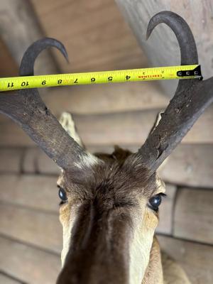 Animal Mount: Pronghorn Antelope