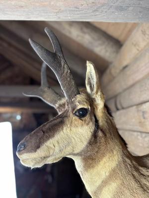 Animal Mount: Pronghorn Antelope