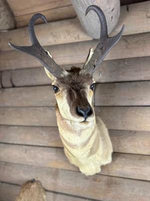 Animal Mount: Pronghorn Antelope