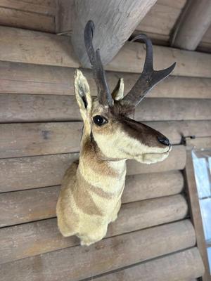 Animal Mount: Pronghorn Antelope