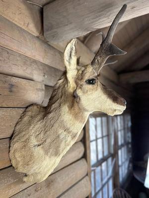 Animal Mount: Pronghorn Antelope