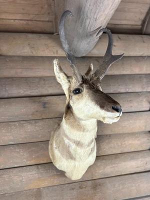 Animal Mount: Pronghorn Antelope