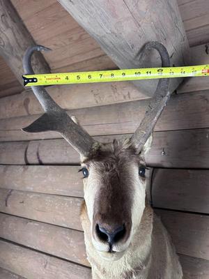 Animal Mount: Pronghorn Antelope
