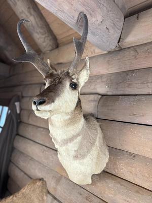 Animal Mount: Pronghorn Antelope