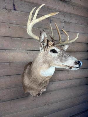 Animal Mount: Whitetail Deer