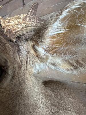 Animal Mount: Whitetail Deer