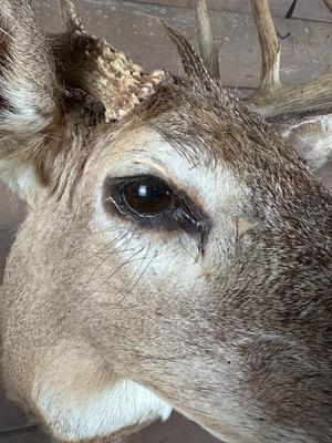 Animal Mount: Whitetail Deer