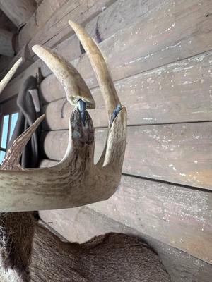 Animal Mount: Whitetail Deer