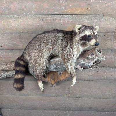 Animal Mount: Raccoon