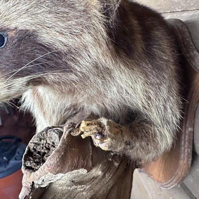 Animal Mount: Raccoon