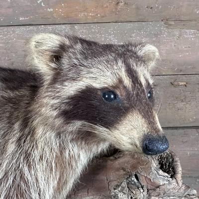 Animal Mount: Raccoon
