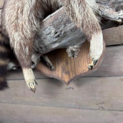 Animal Mount: Raccoon