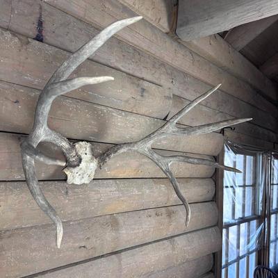 Animal Mount: 4x4 Elk Antlers