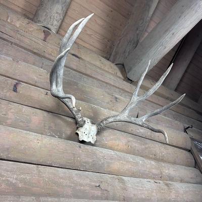 Animal Mount: 4x4 Elk Antlers