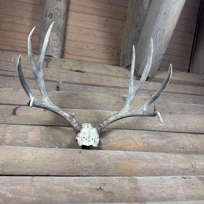 Animal Mount: 4x4 Elk Antlers