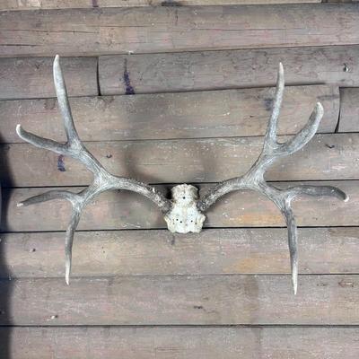 Animal Mount: 4x4 Elk Antlers