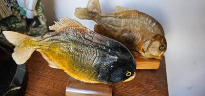 Piranhas!! Two Taxidermy Fish