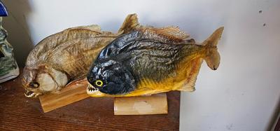 Piranhas!! Two Taxidermy Fish