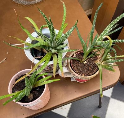 Set of 3 Potted Plants