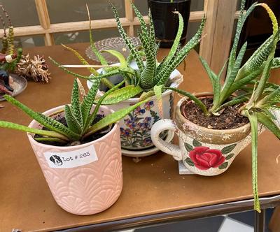 Set of 3 Potted Plants