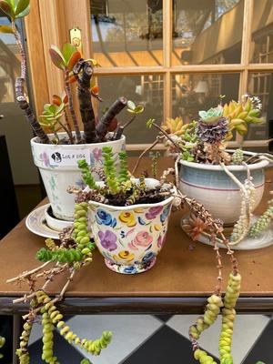 Lot of 3 Potted Plants