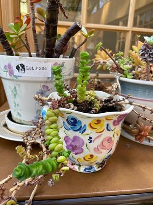 Lot of 3 Potted Plants