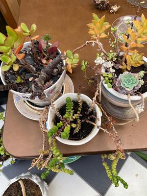 Lot of 3 Potted Plants