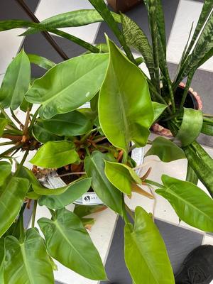 Lot of 2 Potted Plants
