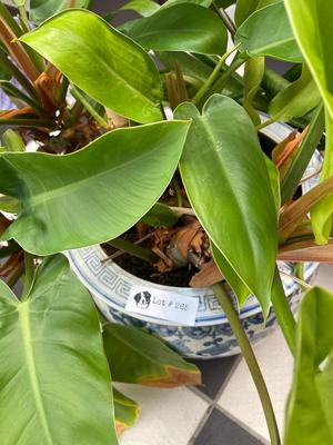Lot of 2 Potted Plants