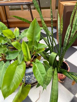 Lot of 2 Potted Plants