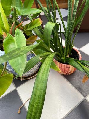 Lot of 2 Potted Plants